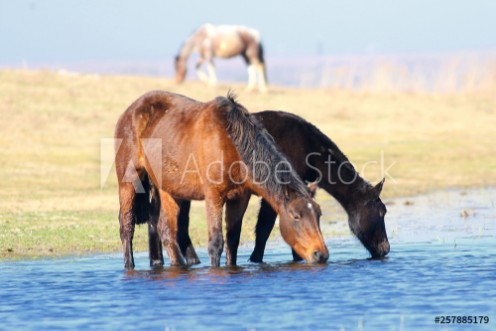 Picture of Two horses drink on the watering place